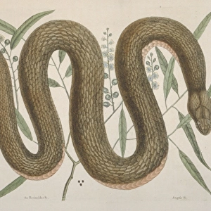 Nerodia erythrogaster, copperbelly snake