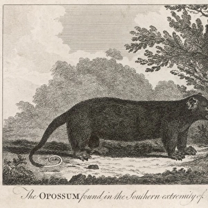 Opossum, 18th Century