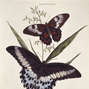 Papilio polytes & Papilio polymnester