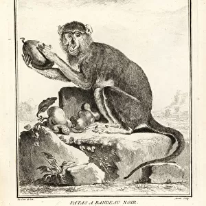 Patas monkey, Erythrocebus patas