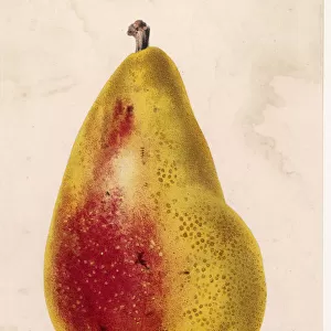 Pear / Beurre Clairgeau