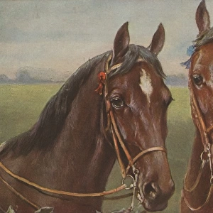 Portrait of two horses