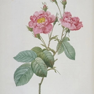 Rosa centifolia anemonoides, hundred-petalled anemone rose