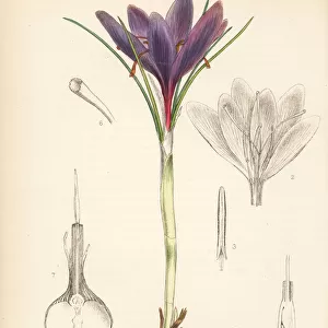 Saffron, Crocus sativus