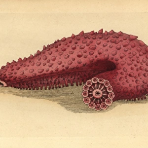 Sea cucumber, Parastichopus tremulus