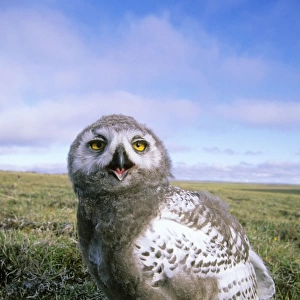 Snowy Owl - juvenile (a fledgling) - threatens