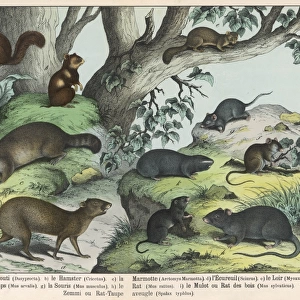 Various types of rodent