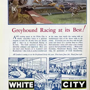 White City Greyhounds
