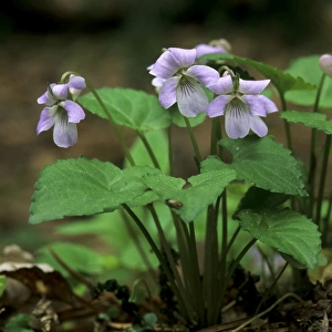Wonder violet - flowering
