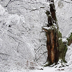 Ancient Oak Tree in Winter - Snow covered ancient oak tree in winter, four hundred years old The ancient forest area of Sababurg, Reinhards Forest, North Hessen, Germany