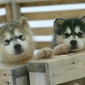 Arctic / Siberian Husky - puppies in wooden pen Churchill. Manitoba. Canada