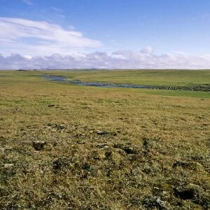 Arctic tundra, a typical landscape near Dikson, Russian Arctic. A typical habitat of Siberian Lemming. August. Di32. 1264