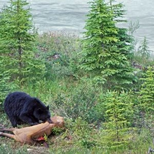 Black Bear - feeding on elk carcass. Kootenay National Park, Northern Rockies, British Columbia. June. MA536