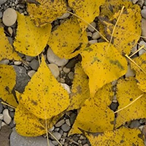 Black poplar: fallen leaves on riverside gravel