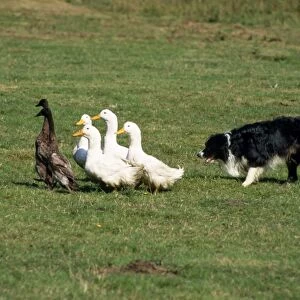 Border Collie Dog - training, rounding up ducks