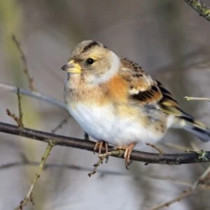 Brambling - in winter plumage - Hessen - Germany