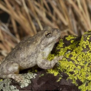 Canyon Tree Frog - controlled conditions - ranges from southern United States and northern Mexico - Southeast Arizona - USA