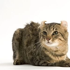 Cat - American Curl Brown tabby spotted, shorthaired