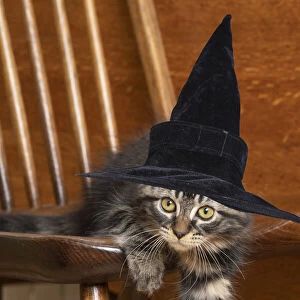 CAT. Brown tabby kitten wearing a black witch hat sitting in a chair