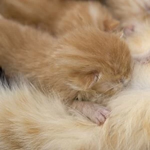 Cat - European Short haired red tabby kitten suckling