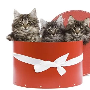 Cat - Norwegian forest kittens sitting inside red hat box