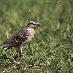 Chalk-browed Mockingbird - foraging in short grass 