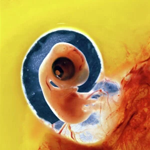 Chicken chick - 6 day old embryo in egg