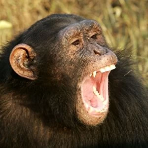 Chimpanzee - close-up of face, with mouth open, aggressive. Chimfunshi Chimp Reserve - Zambia - Africa