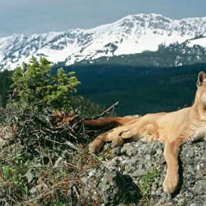 Puma (Cougar-Mountain Lion)