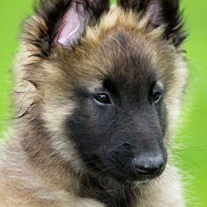 Belgian Shepherd Dog Tervueren