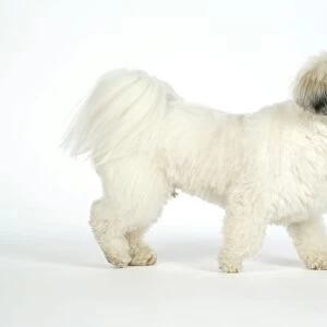 DOG - Lhasa Apso, in puppy cut, walking side view