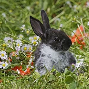 Domestic Rabbit - outside amongst flowers