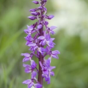 Early Purple Orchids - Growing on a Norfolk roadside verge (A Norfolk CC roadside nature reserve)