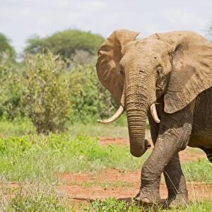 Elephant - Tsavo East National Park Kenya
