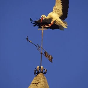 European White Stork - Landing on weather vane Spain