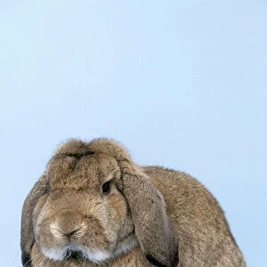 German Lop Rabbit JD 15434 © John Daniels / ARDEA LONDON