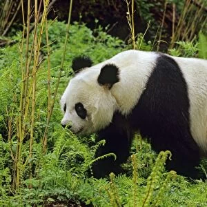 Giant Panda - Wolong Nature Reserve, Qionglai Mountains, Sichuan Province, China 4MA705