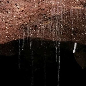 Glow Worm - Larvae - Waitomo caves - New Zealand