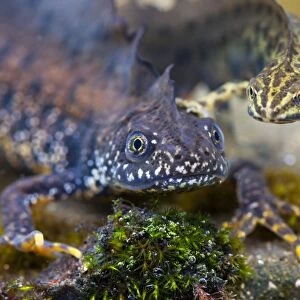 Great Crested Newt and Smooth Newt - Single adult males of both species photographed together underwater, Wiltshire, England, UK