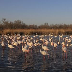 Greater Flamingo - group / flock in water. Pont-de-Gau ornithological park - Saintes Maries de la Mer - Camargue - Bouches du Rhone - France
