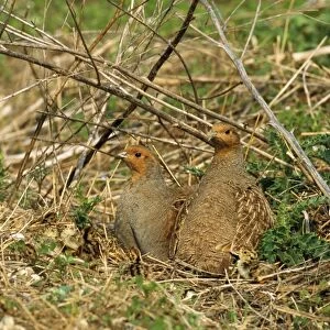 Grey Partridge - cock left & hen right with newly fledged chicks