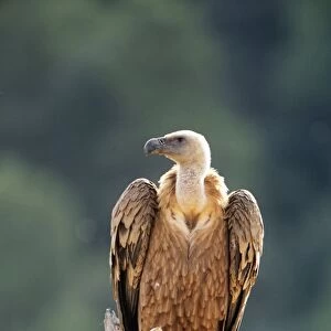 Griffon Vulture - perched on tree stump Spain