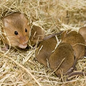 Harvest Mouse - mother with 7 day old mice - in nest