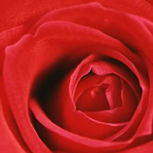 Heart of a Red Rose