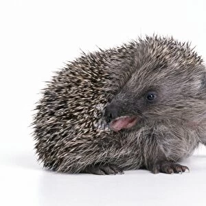 Hedgehog - self-anointing itself