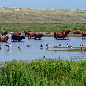 Highland Cattle-standing in lake to cool down in summer, Isle of Texel, Holland