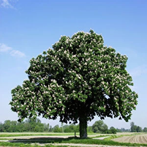 Horse Chestnut Tree - by field