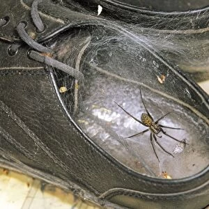 House Spider - in web in old shoe. UK