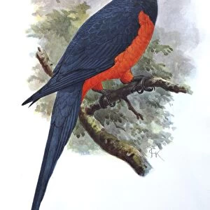 Illustration: Martinique parrot- from Rothschild 1907, original artwork by J G Keulemans
