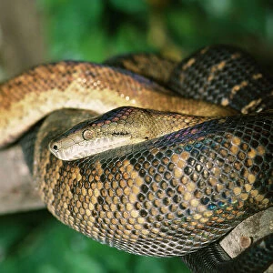 Jamaican Boa Snake - endangered